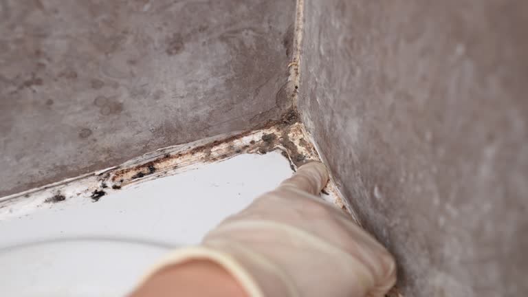 Best Asbestos and Lead Testing During Mold Inspection  in West Long Branch, NJ